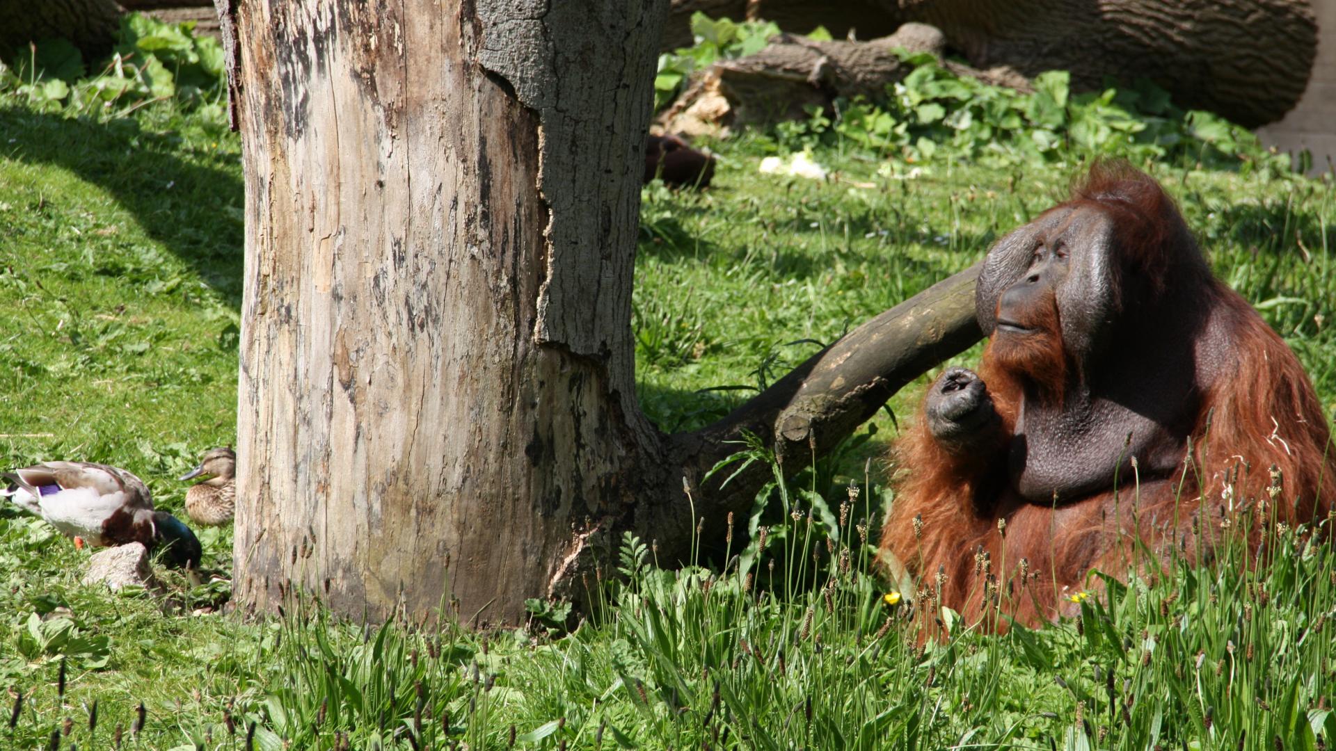 Dublin Zoo